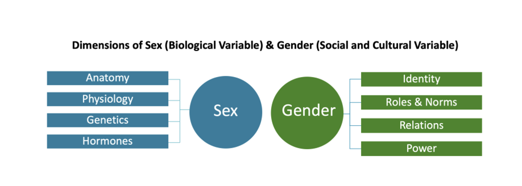 factors influencing sex development from Regitz-Zagrosek, V. EMBOR 13 (7)